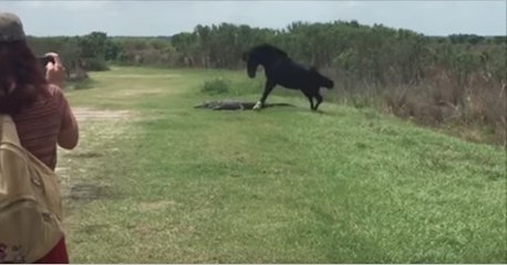 Floride: l'incroyable vidéo d'un cheval qui donne des coups à un alligator sauvage !