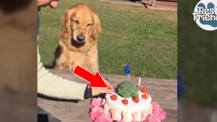Ce chien n'aime pas qu'on touche à son gâteau d'anniversaire !