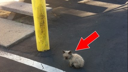 Trouvé dans la rue, ce chaton abandonné va se métamorphoser en une journée !