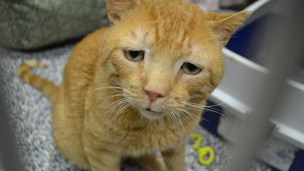 Avec son regard si triste, ce chat a su faire fondre le coeur de son sauveur