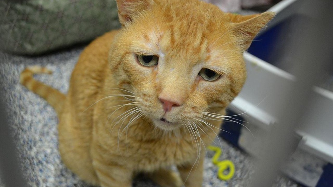 Avec son regard si triste, ce chat a su faire fondre le coeur de son sauveur