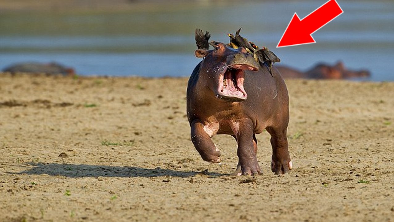 Un bébé hippopotame terrifié essaie de se débarrasser des oiseaux qu'il a sur le dos !