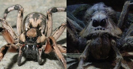 Une nouvelle espèce d'araignée semblable à Aragog, l'araignée de Harry Potter, découverte en Iran