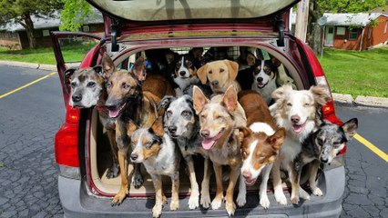 Des policiers découvrent 20 chiens entassés dans le coffre d'une voiture