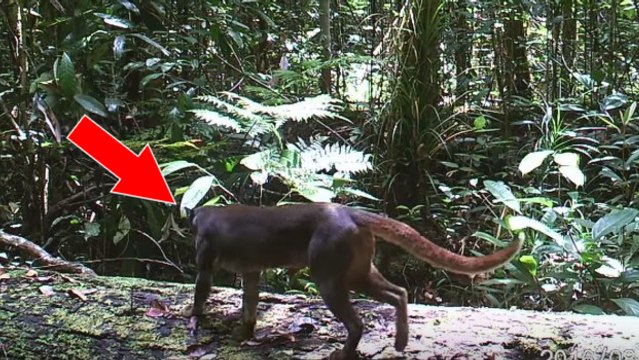 Un félin rare et sauvage a été filmé dans la jungle d'Asie du sud-est