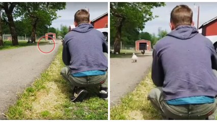 Tous les jours, ce coq court vers son sauveur pour avoir son câlin quotidien