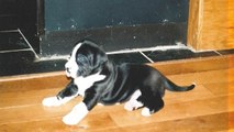 Un homme découvre que son petit chiot Jack Russell est en fait un gigantesque Dogue allemand !