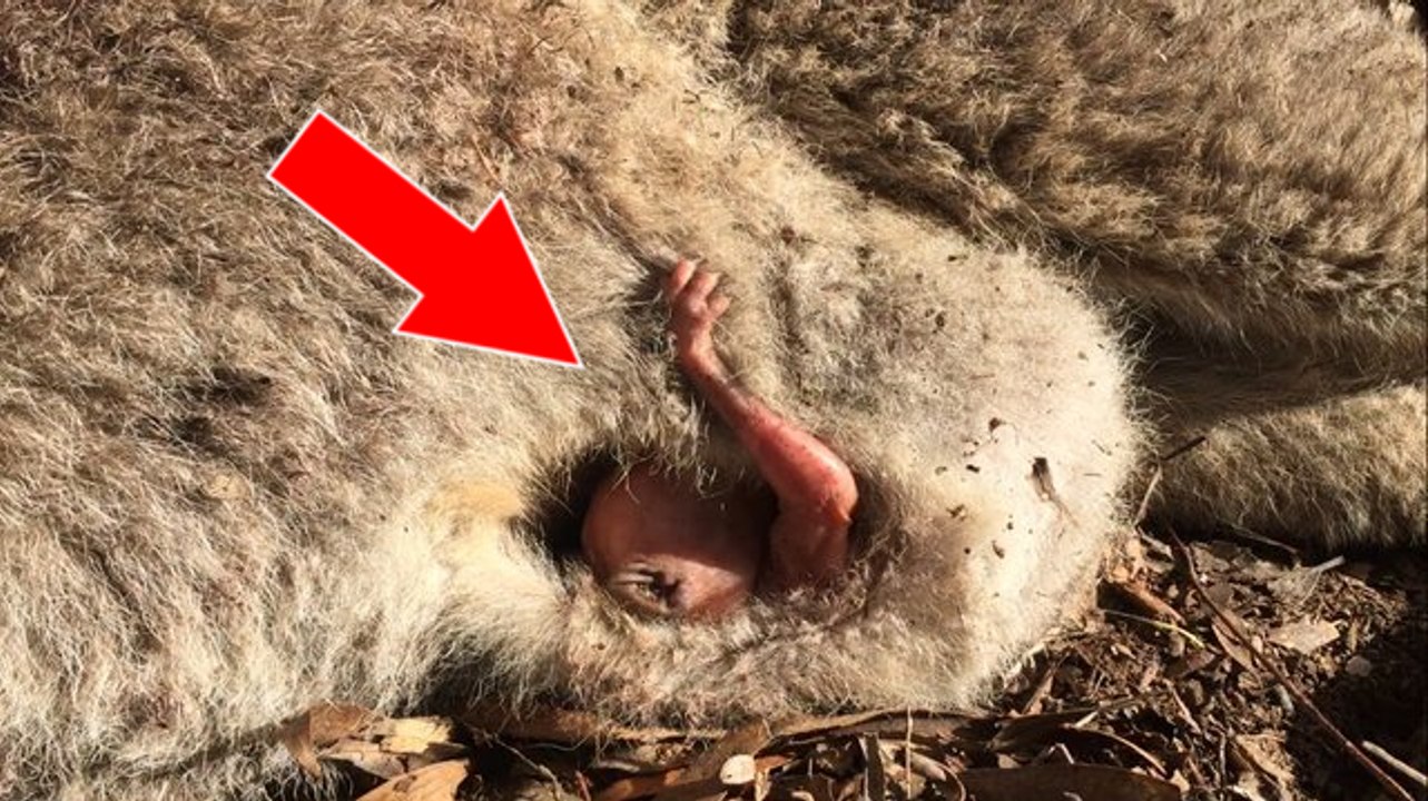 Une femme découvre un bébé kangourou caché dans la poche de sa mère inerte