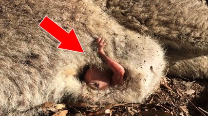 Une femme découvre un bébé kangourou caché dans la poche de sa mère inerte