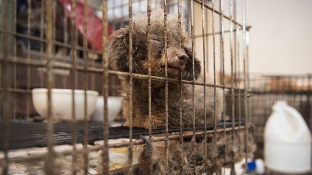 Enfermée depuis toujours dans une cage, cette chienne va enfin connaître la liberté