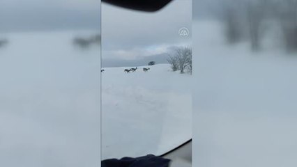 Aç karacalar, yuvalarından 25 kilometre uzakta yiyecek aradı