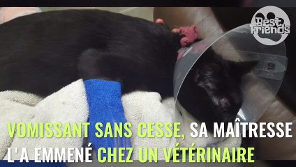 Un chat finit aux urgences après avoir avalé un objet banal du quotidien