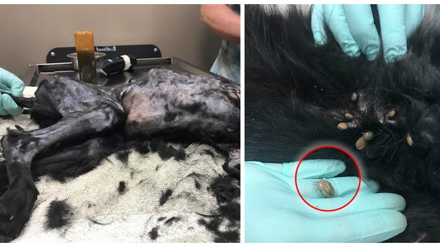 Ils découvrent un chiot abandonné dans un état critique, infesté par près de 700 tiques !
