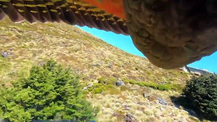 Kleptoman papağan, çaldığı GoPro kamerayla uçarsa...