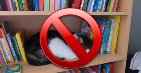 Voilà la meilleure technique pour empêcher son chat de grimper sur tous les meubles !