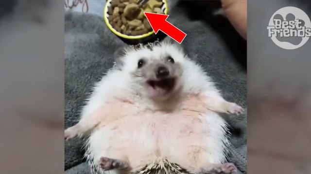 L'heure du repas est arrivée pour ce petit hérisson trop mignon