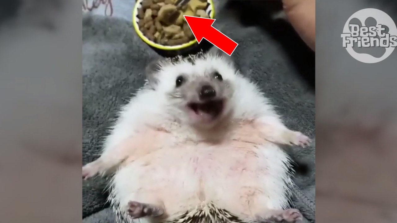 L'heure du repas est arrivée pour ce petit hérisson trop mignon