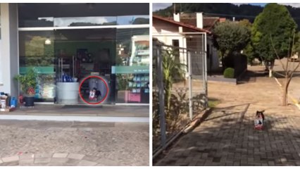 Chaque jour, ce chien va chercher lui-même ses croquettes à la boutique vétérinaire
