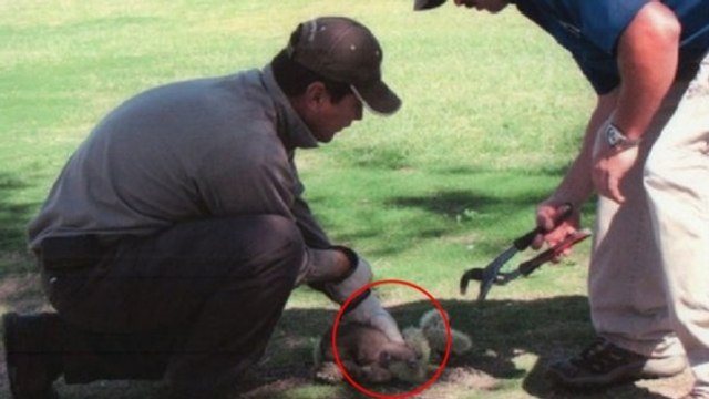 Ils trouvent ce qu'ils pensent être un petit chiot à l'agonie