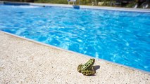 Découvrez le système anti-noyade en piscine pour grenouilles et autres petits animaux sauvages