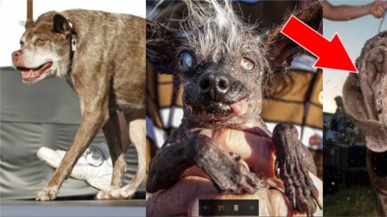 Découvrez Martha, le nouveau chien élu le plus laid du monde !