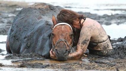 Piégé dans la boue, ce cheval manquait de se noyer sous les yeux de sa propriétaire