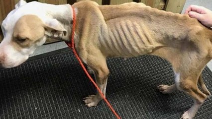 Sauvetage : alors qu'ils se promènent dans les bois, deux enfants entendent des gémissements...