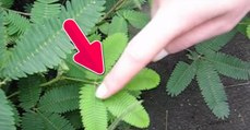 Sensitive : la plante qui semble prendre vie quand on la touche