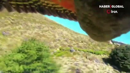 Hırsız papağan film çekti! Çaldığı kamera ile uçtuğu anları kayda aldı