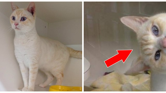 Abandonné dans un refuge, ce chat a trouvé une super technique pour se faire adopter