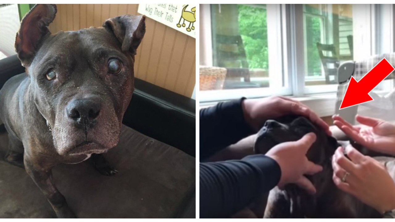 Un couple décide d'offrir des lentilles de contact à leur chienne presque aveugle