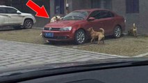 Il frappe un chien couché sur sa place de parking puis retrouve sa voiture vandalisée !