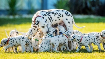 Une Dalmatienne détient le nouveau record du monde en accouchant de 18 chiots !