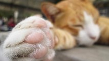 Coussinets : voici tout ce qu'il faut savoir sur les pattes des chats !