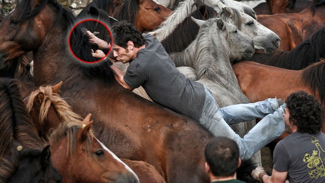 Rapa das Bestas : des centaines de chevaux sauvagement rasés pour honorer la coutume espagnole