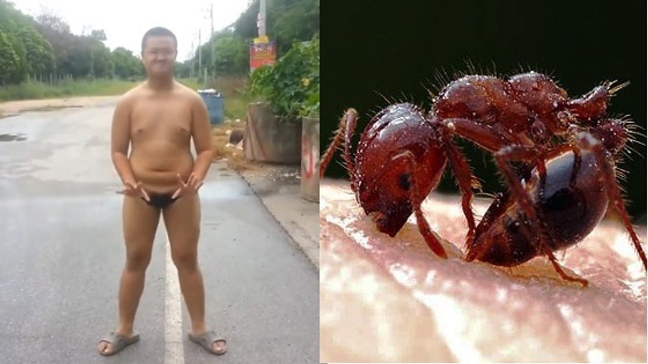 Un homme tente l'expérience de mettre des fourmis de feu dans son slip