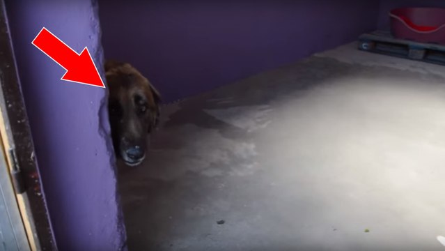 Enchaîné pendant 8 ans, ce chien découvre l'amour pour la première fois