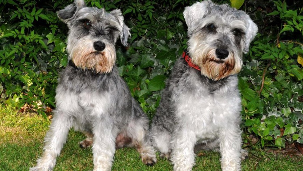 Un couple retrouve ses 2 chiens perdus en pleine montagne... grâce à des saucisses !