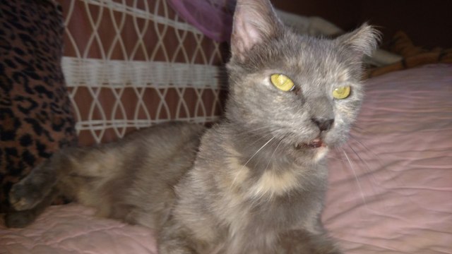 Enfin adoptée après 5 ans d'attente, une chatte senior fait pleurer tous les bénévoles du refuge