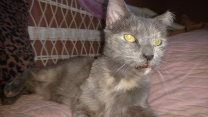 Enfin adoptée après 5 ans d'attente, une chatte senior fait pleurer tous les bénévoles du refuge