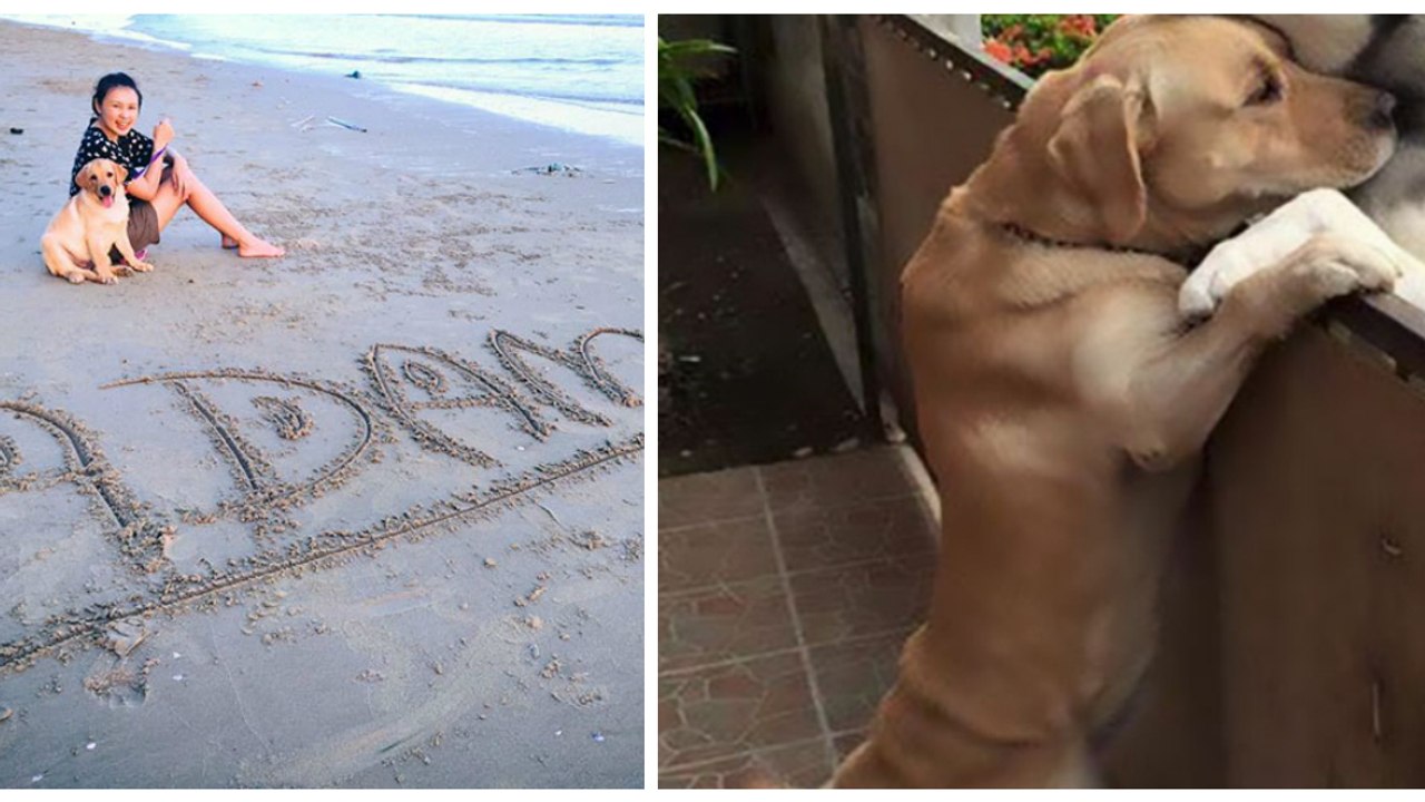 Laissé seul à pleurer dans son jardin chaque jour, un chien s'échappe pour aller câliner son voisin et ami canin