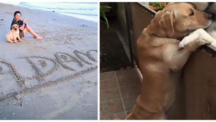 Laissé seul à pleurer dans son jardin chaque jour, un chien s'échappe pour aller câliner son voisin et ami canin