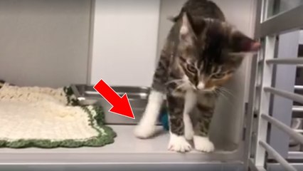 La vidéo d'un chaton qui danse le twerk fait craquer le monde entier !