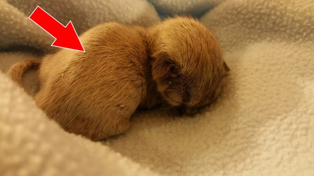 Des bénévoles découvrent un minuscule chaton abandonné... avec les poils argentés !