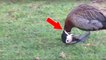 Une femme sauve un canard coincé avec un bout de plastique autour du cou