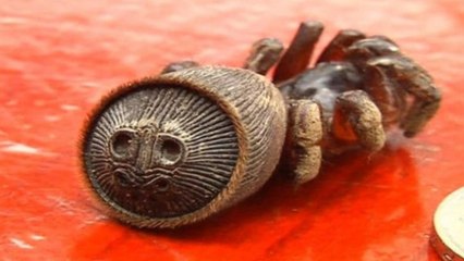 Une araignée extrêmement rare découverte dans une ferme en Chine