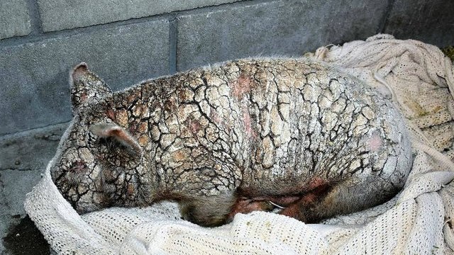 Gravement malade, ce petit cochon bénéficie d'une seconde vie