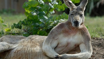 Voici pourquoi l'animal phare de l'Australie s'appelle le "kangourou". Une histoire peu banale !