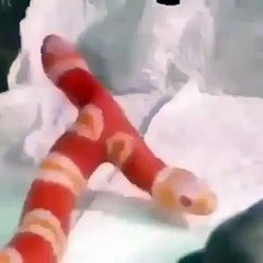 Ce serpent est né avec 2 têtes... Incroyable