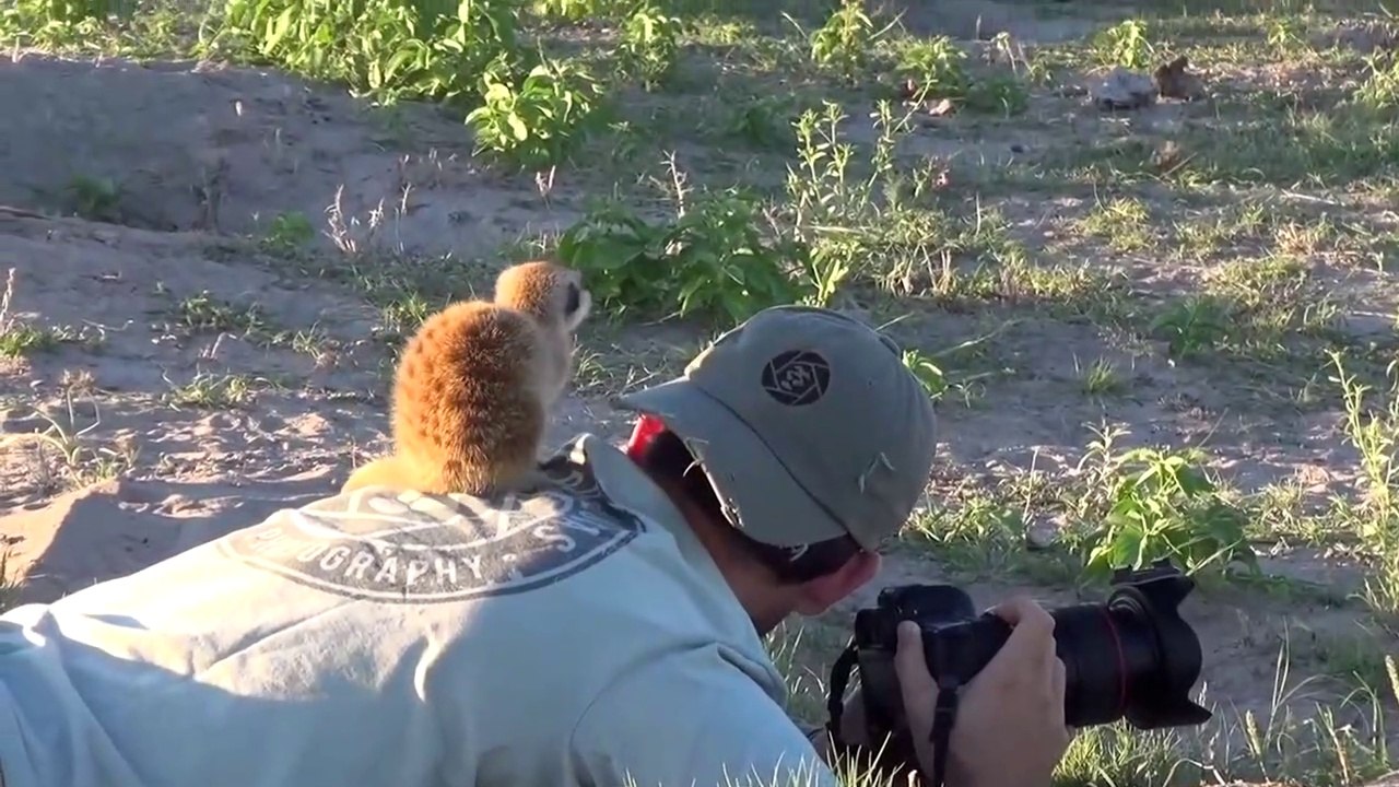 Ce photographe passe un moment magique avec des bébés suricates
